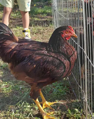 Rodajlendka červená kohout