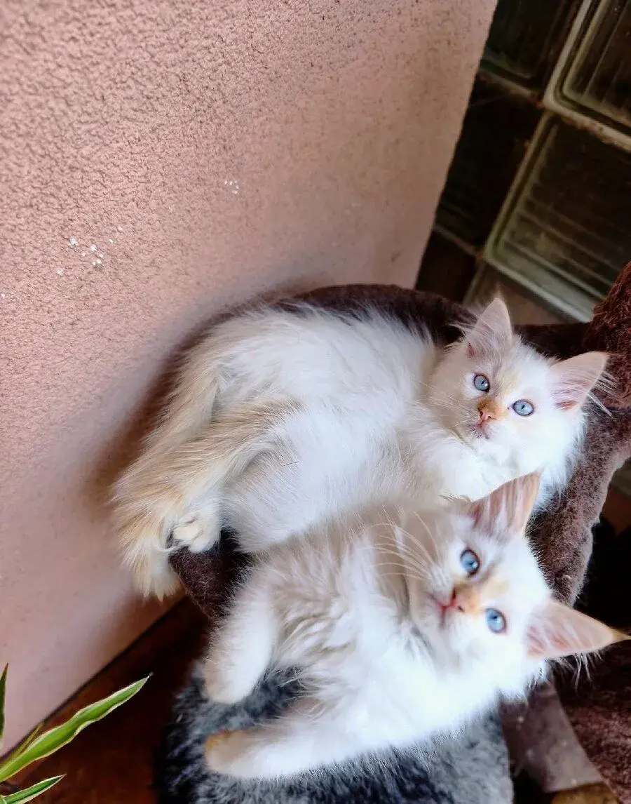 Ragdoll