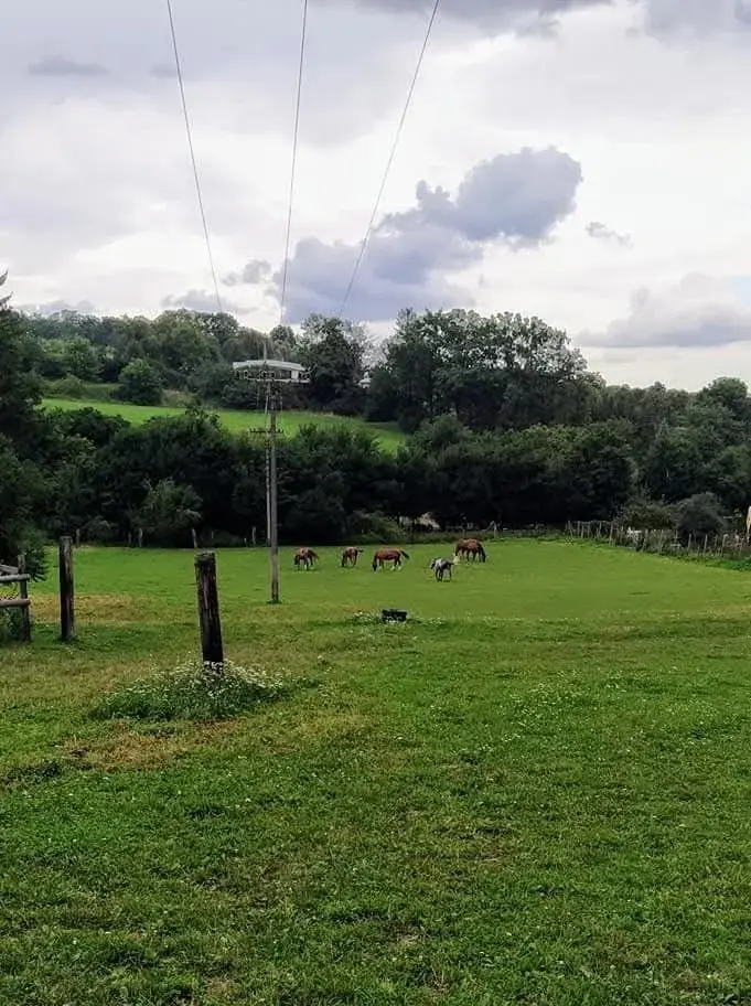 Ustájení koní