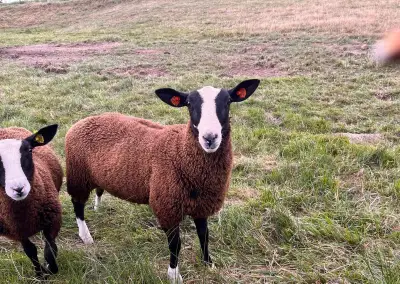Zwartbles