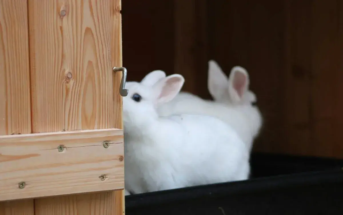 Králík Hermelín zakrslý modrooký