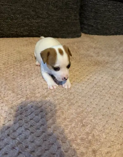 Jack Russel terrier fenečka