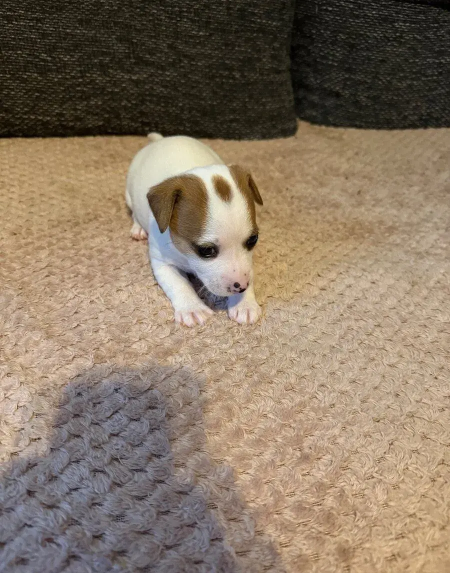 Jack Russel terrier fenečka