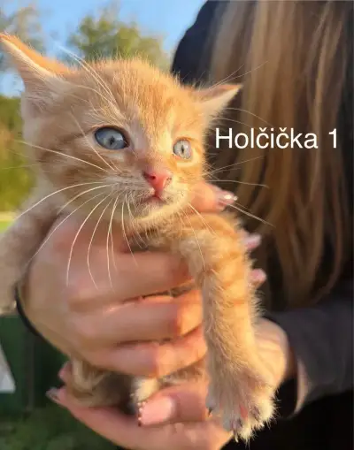 Kouzelná koťátka po mamince křížence Mainské mývalí