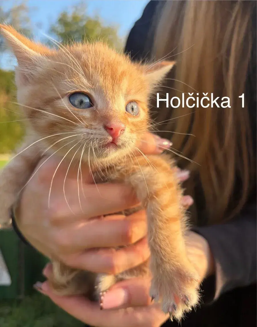 Kouzelná koťátka po mamince křížence Mainské mývalí