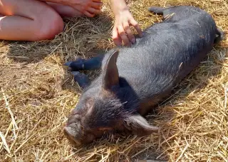 Letošní kaneček kune kune na společníka a/nebo výpas