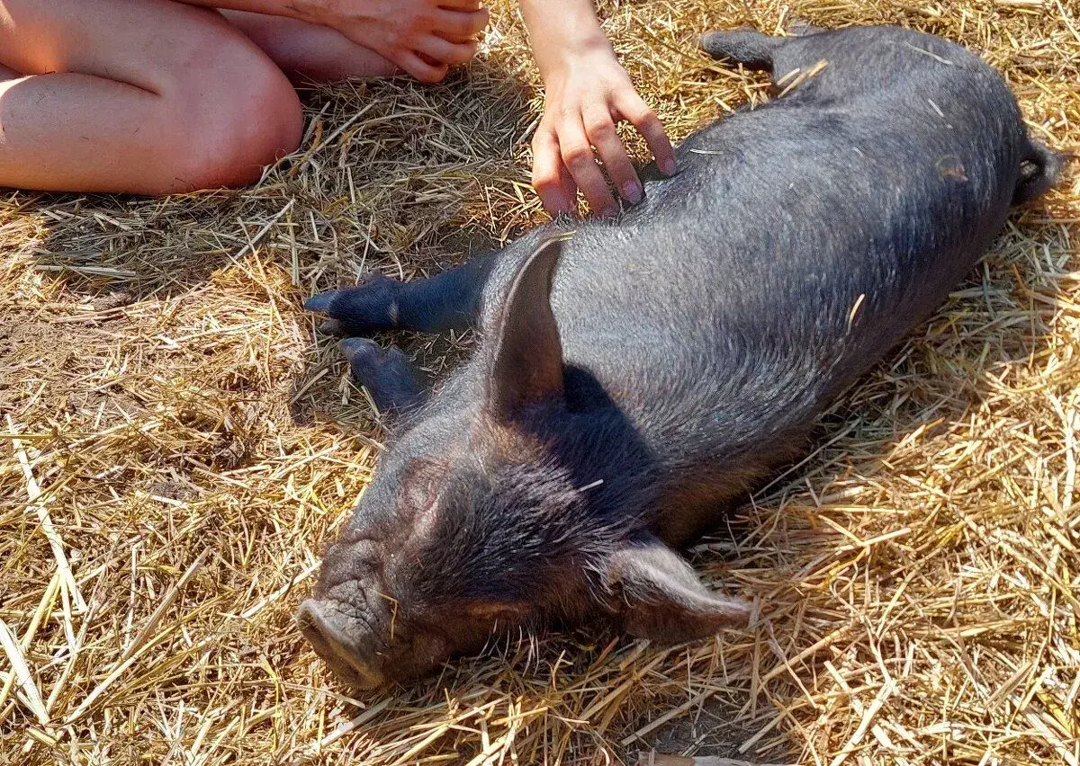 Letošní kaneček kune kune na společníka a/nebo výpas