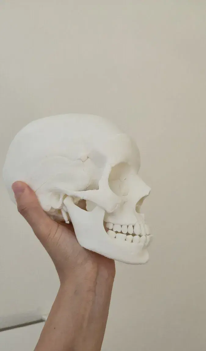 Lebka anatomická