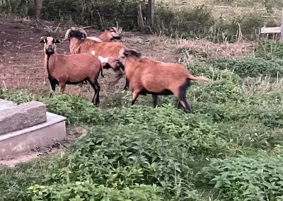 Kamerunské ovce a berany