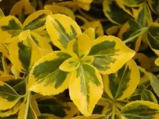 Brslen GOLD-poléhavý,
