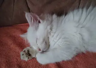 Ragdoll