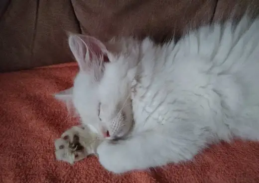Ragdoll