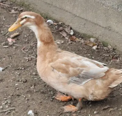 Kachna saska