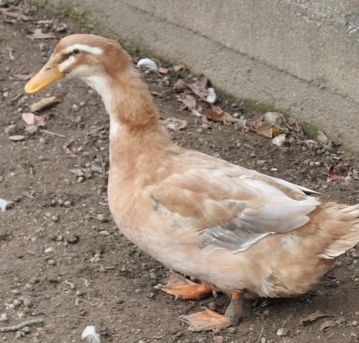 Kachna saska