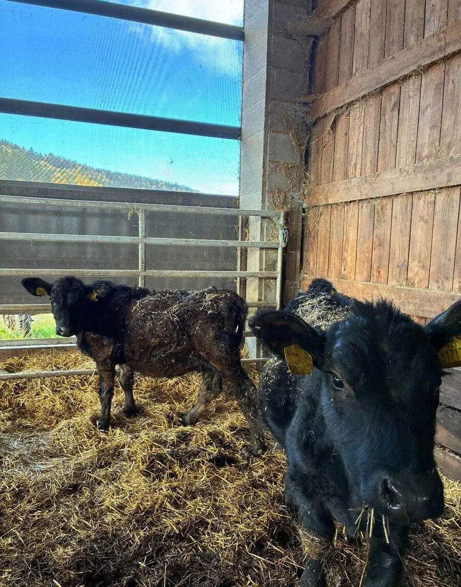 Jalovice angus