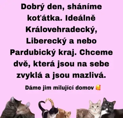 Dvě koťata