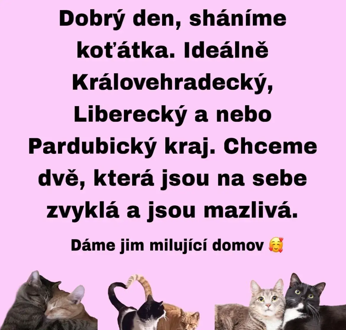 Dvě koťata