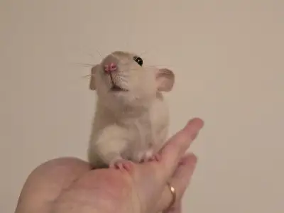 Potkan samička dumbo