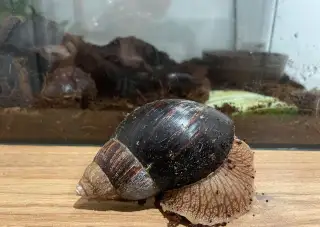 🐌 AFRIČTÍ ŠNECI ZA ODVOZ – ZDARMA 🐌