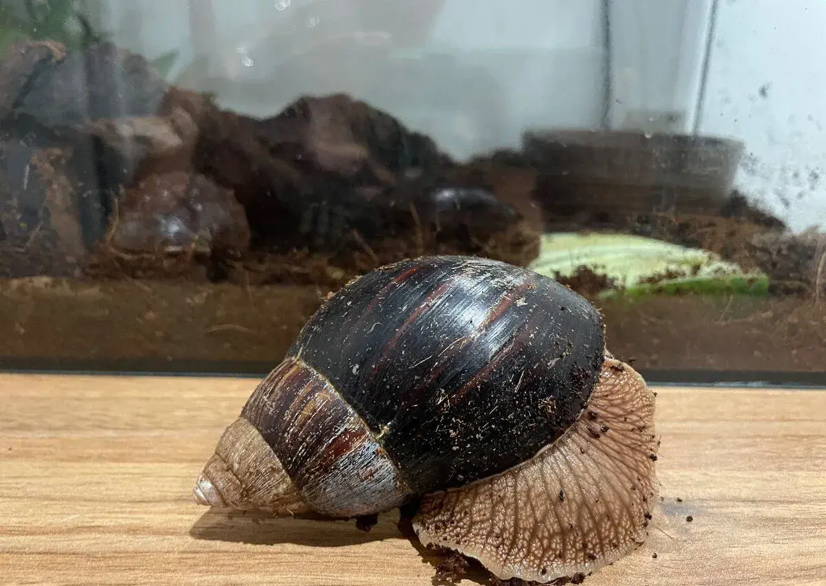 🐌 AFRIČTÍ ŠNECI ZA ODVOZ – ZDARMA 🐌