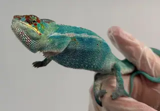 Furcifer Pardalis Nosy be