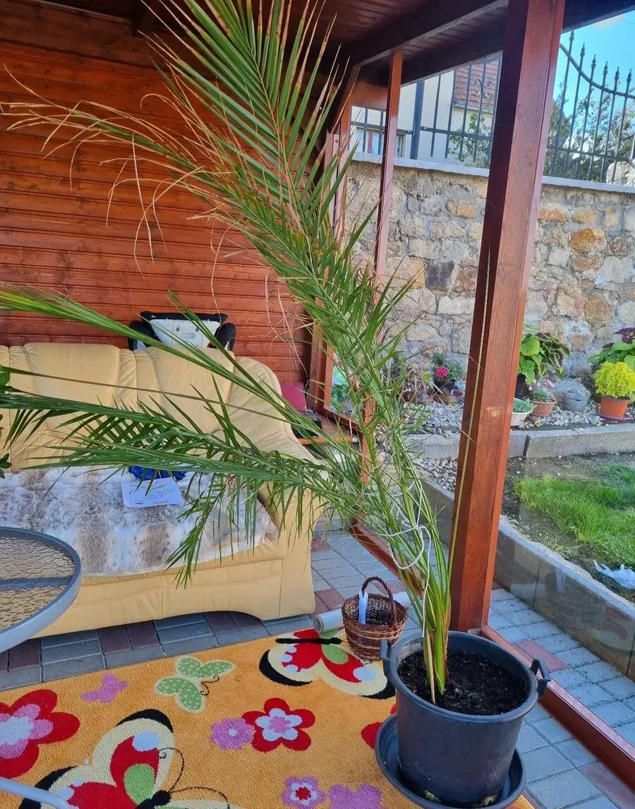 Palma a tlustice
