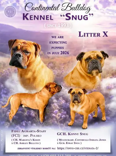 Kontinentální buldok - Continental Bulldog