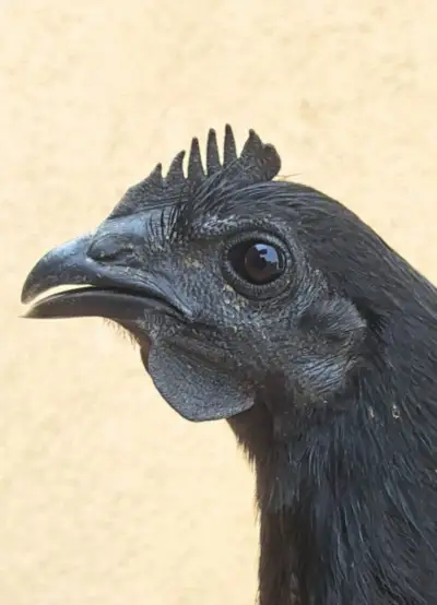 Ayame Cemani - kohouti.