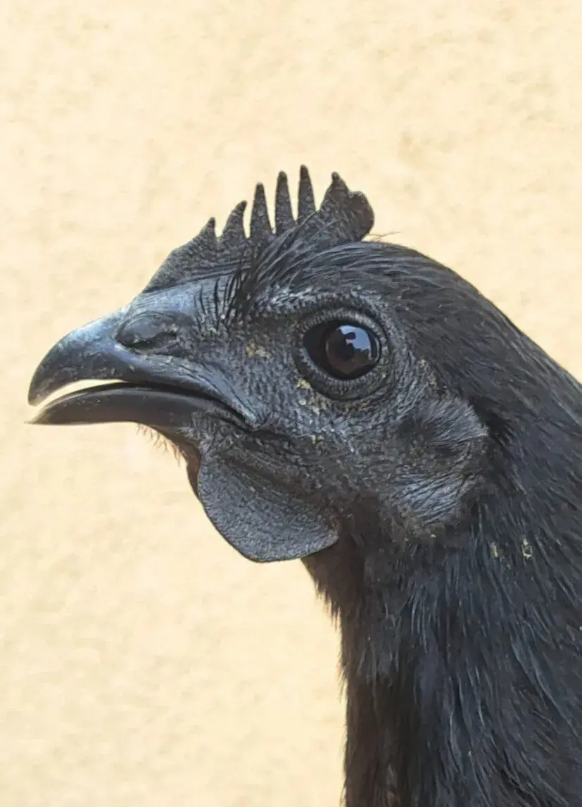 Ayame Cemani - kohouti.