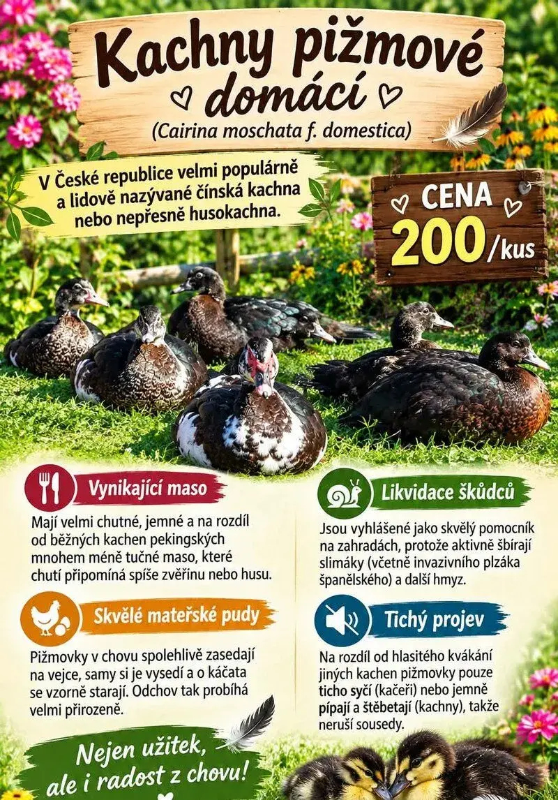 Kachna Pižmová / Čínská / HusoKachna :)