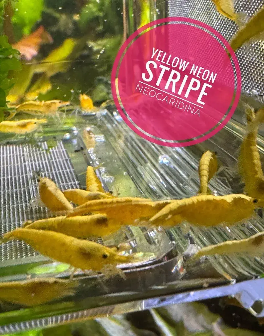 Krevetky Yellow neon stripe (neocaridina)