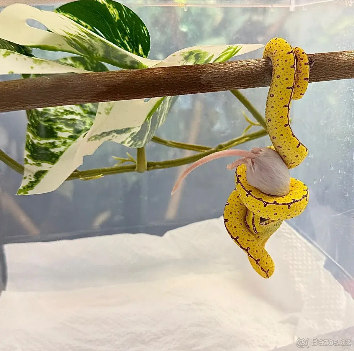 Morelia viridis JAYAPURA F2