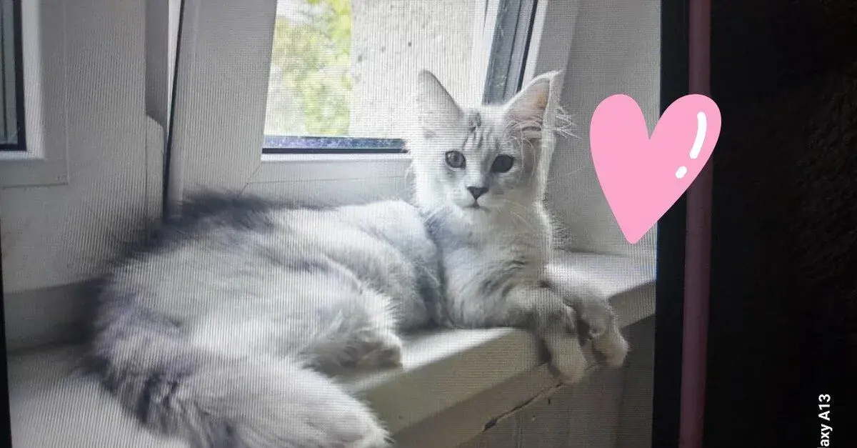 Mainská mývalí kočička