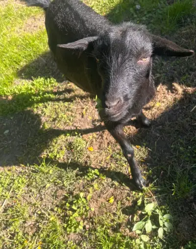 Vykastrovaný zakrslý kozlík