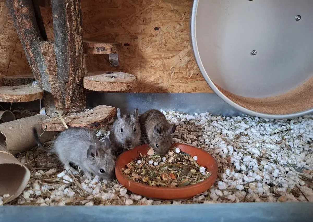 Osmák degu - 3 kluci
