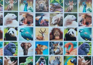 Nové krásné zvířecí pexeso ZOO exotická zvířátka - zvířata