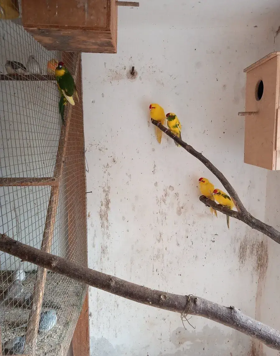 Kakariky