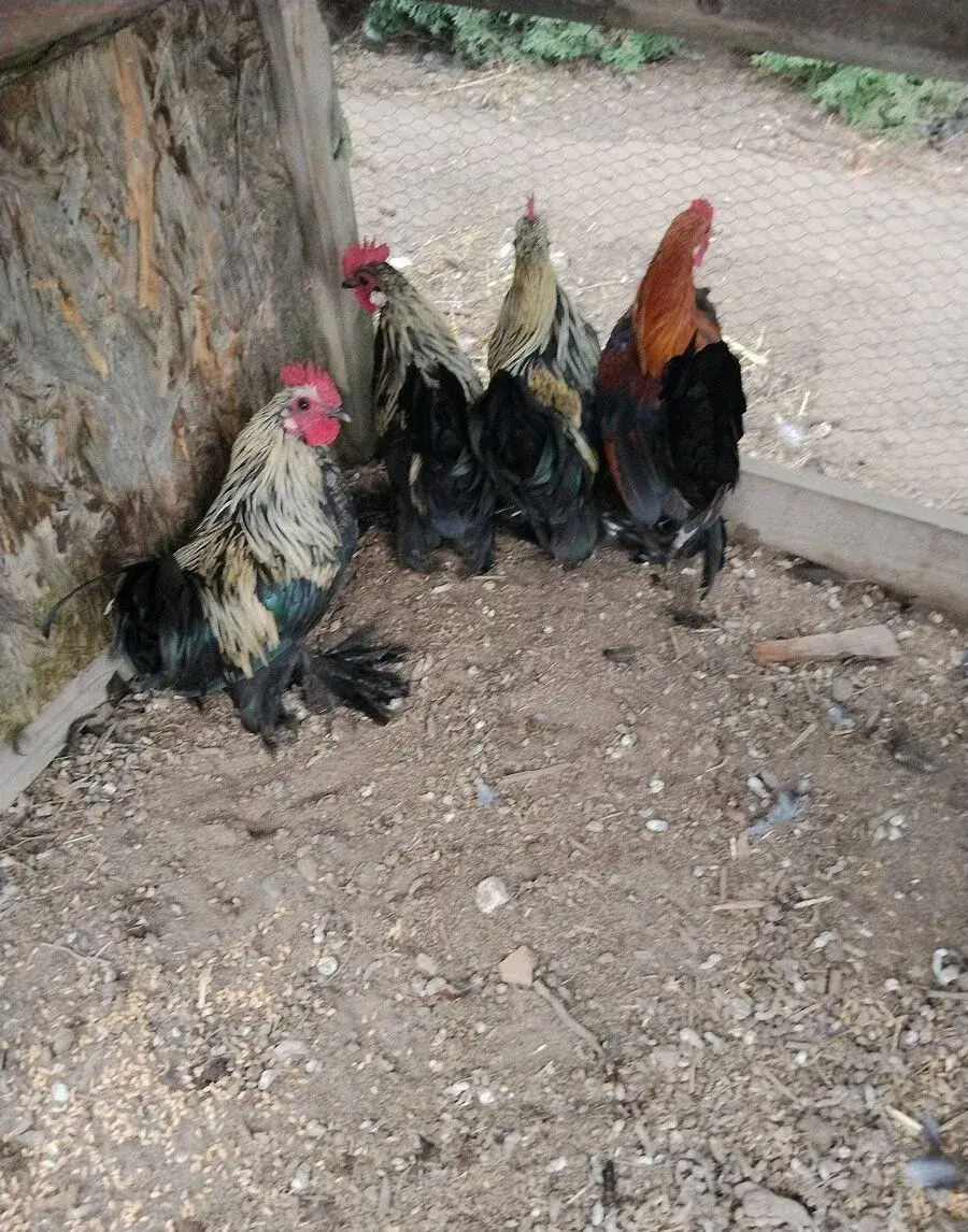 Zakrslý kohout