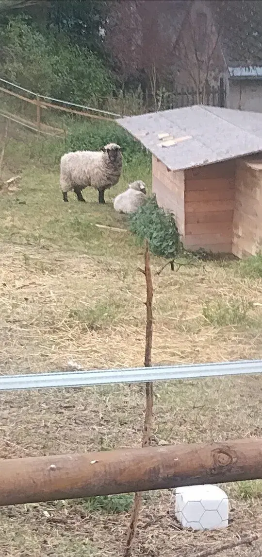 Poptávám ovce kozy