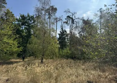 Prodej lesního pozemku k.ú. Sedlec u Náměště nad Oslavou