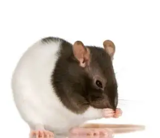 Potkan
