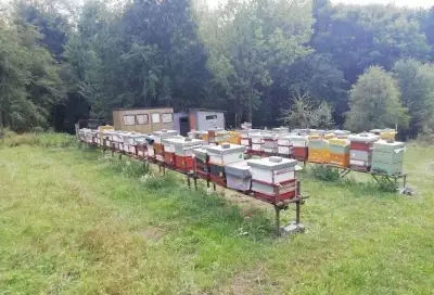 Včely -Na prodej: včelstva + úly + stanoviště Karlovarsko