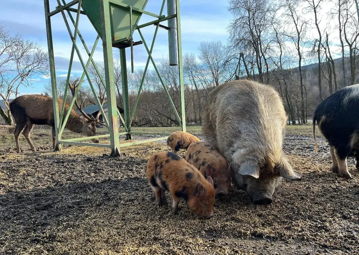 KUNE KUNE čistokrevné pastevni prase