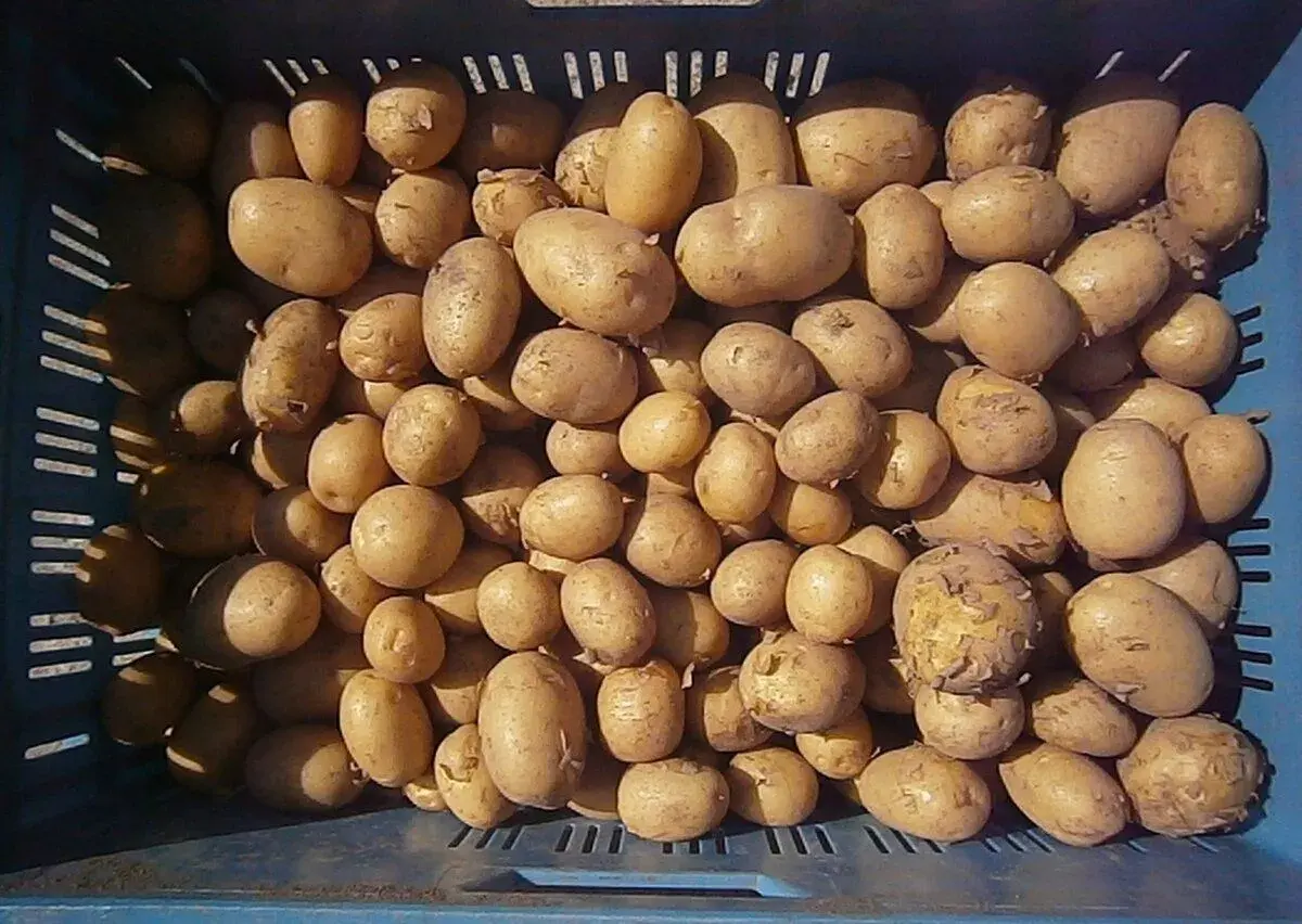 Brambory na uskladnění