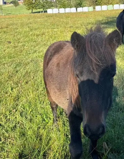 Shetland pony