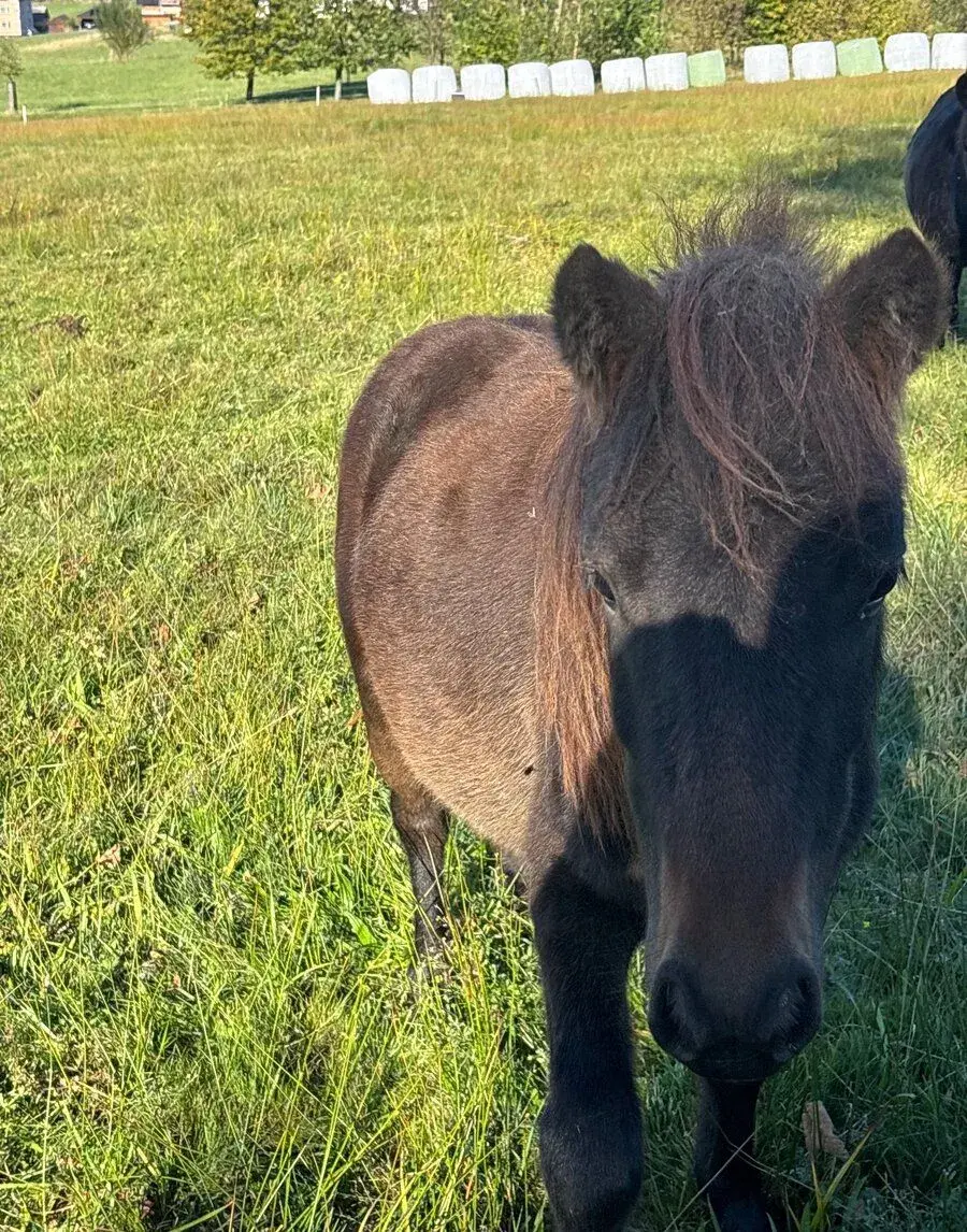 Shetland pony