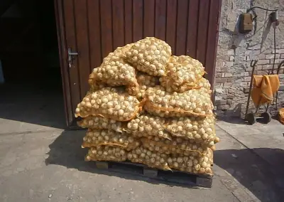 Cibule