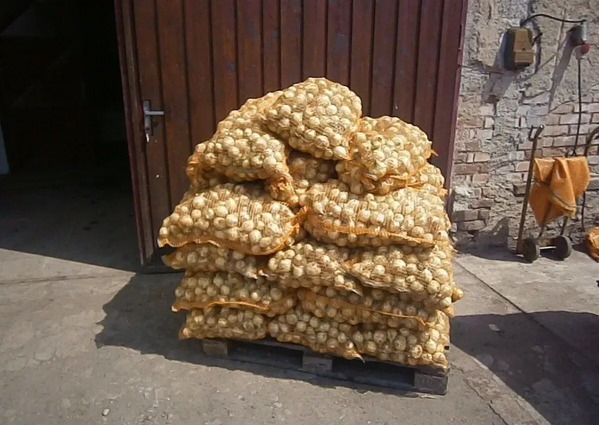 Cibule