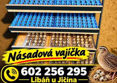 Křepelka Japonská násadová vejce