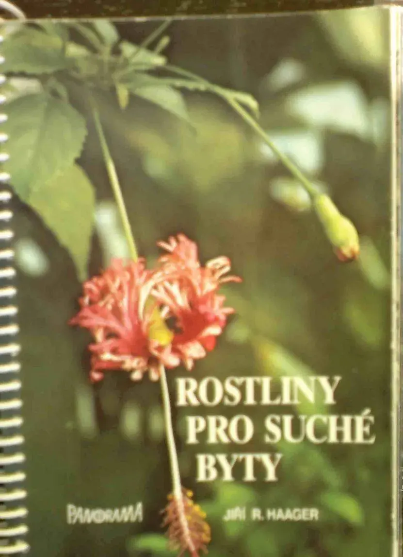 Rostliny pro suché byty